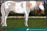 Horse Color:Silver Blue Roan Tobiano and Chocolate Palomino Pearl Splash Tobiano