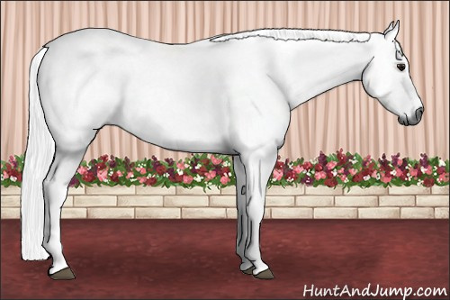 Horse Color:Gray Bay Tobiano 
