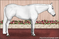 Horse Color:Gray Bay Tobiano 