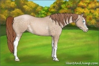 Horse Color:White Spotted Buckskin Pearl 