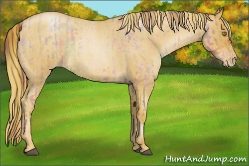 Horse Color:Nacre Bay Roan Pearl  and Red Roan Pearl 
