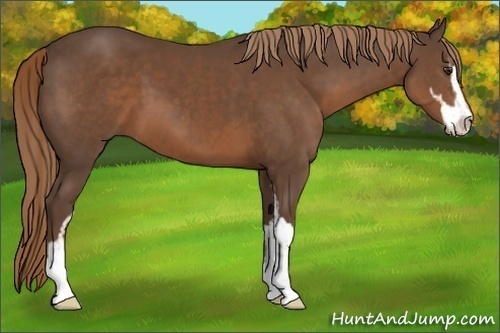 Horse Color:Liver Chestnut Sabino