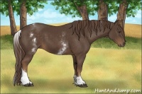 Horse Color:White Spotted Liver Chestnut Tobiano 