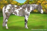 Horse Color:White Spotted Silver Black Sabino 