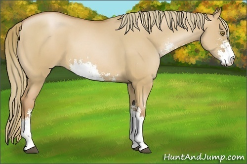 Horse Color:Red Dun Pearl Sabino 