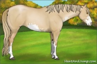 Horse Color:Red Dun Pearl Sabino