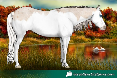 Horse Color:Silver Brown Roan Dun Splash 