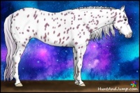 Horse Color:Watercolor Chestnut Appaloosa 