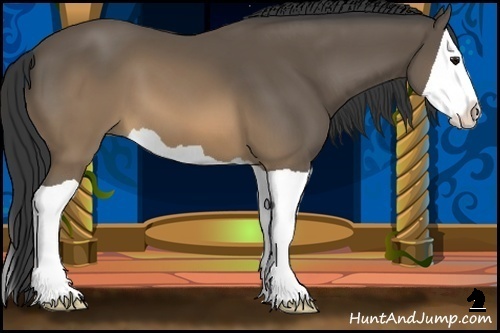 Horse Color:Buckskin Splash 