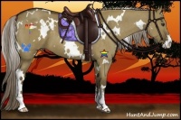 Horse Color:White Spotted Chocolate Palomino Dun Sabino 