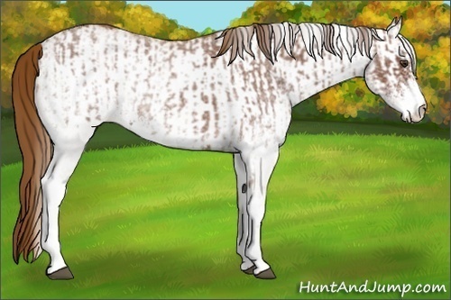 Horse Color:White Spotted Red Roan Rabicano and White Spotted Chestnut Rabicano