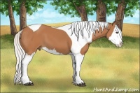 Horse Color:Silver Bay Splash Tobiano