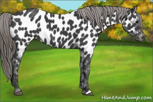 Horse Color:Smoky Black Appaloosa 