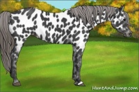 Horse Color:Smoky Black Appaloosa 
