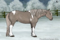 Horse Color:Silver Grullo Tobiano 