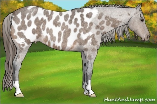 Horse Color:Buckskin Roan Appaloosa 