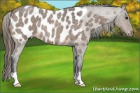 Horse Color:Buckskin Roan Blanket