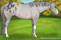 Horse Color:Buckskin Appaloosa Rabicano