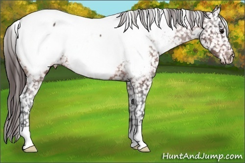 Horse Color:Bay Appaloosa