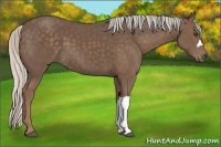 Horse Color:Silver Black