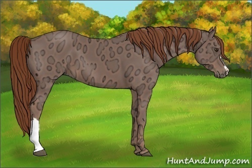 Horse Color:Chestnut Ice 
