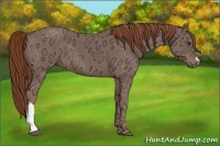 Horse Color:Chestnut Ice 