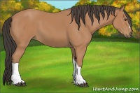 Horse Color:Buckskin 