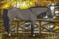 Horse Color:Grullo Sabino