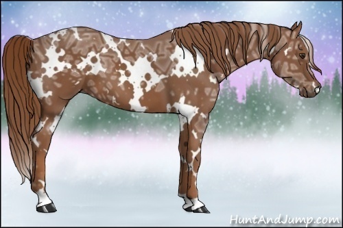 Horse Color:White Spotted Chestnut Ice 