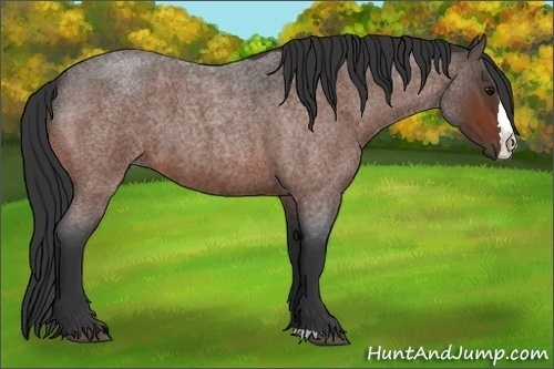Horse Color:Bay Roan Splash 