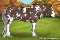 Horse Color:White Spotted Liver Chestnut Splash 