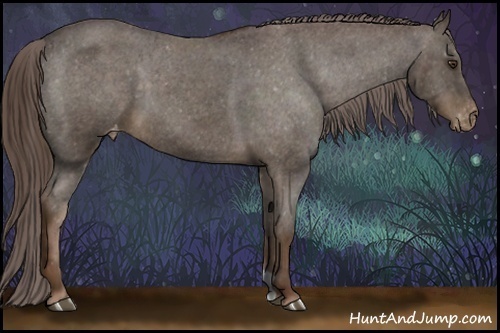 Horse Color:Liver Chestnut Appaloosa 