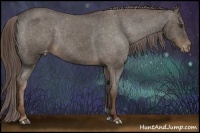 Horse Color:Liver Chestnut Appaloosa