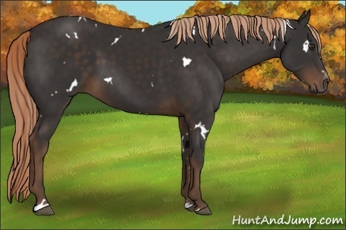Horse Color:White Spotted Liver Chestnut Sabino Rabicano 