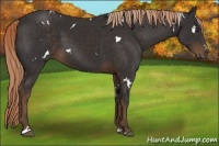 Horse Color:White Spotted Liver Chestnut Sabino Rabicano 
