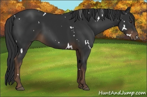 Horse Color:White Spotted Liver Chestnut Sabino 