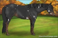 Horse Color:White Spotted Liver Chestnut Sabino 