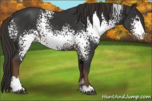 Horse Color:White Spotted Liver Chestnut Sabino Rabicano 