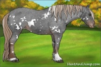 Horse Color:White Spotted Liver Chestnut Appaloosa 
