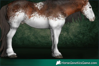 Horse Color:White Spotted Bay Ice 