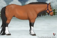 Horse Color:Bay 