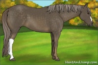 Horse Color:Chocolate Palomino 