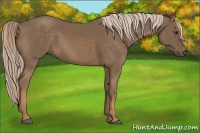 Horse Color:Chocolate Palomino 