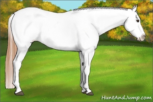 Horse Color:Buckskin Roan Dun Varnish 