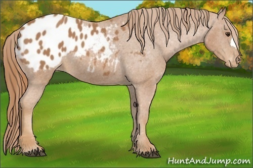 Horse Color:Chestnut Appaloosa 