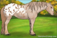 Horse Color:Chestnut Appaloosa 