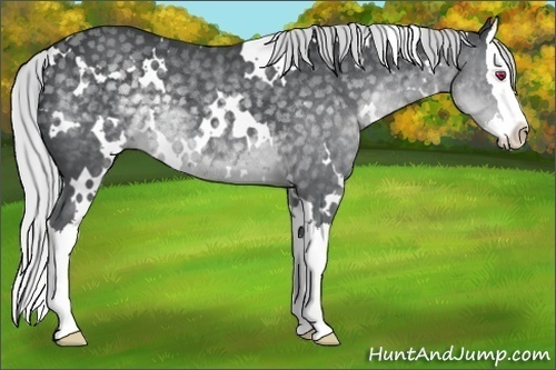 Horse Color:White Spotted Silver Black Chinchilla Splash 