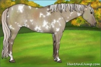 Horse Color:White Spotted Silver Grullo 