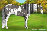 Horse Color:White Spotted Grullo Sabino