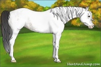 Horse Color:White Spotted Buckskin